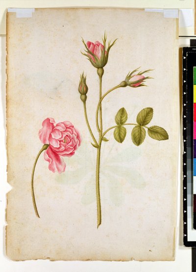 Roze roos, ca. 1568 door Jacques Le Moyne